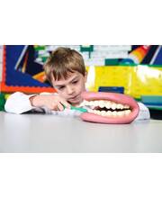 Giant Teeth Demonstration Model