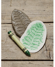Let's Investigate Tactile Stones - Fossils