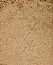 Let's Investigate Tactile Stones- Farmyard Footprints