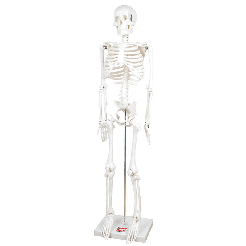 Half Scale Skeleton - 85cmH