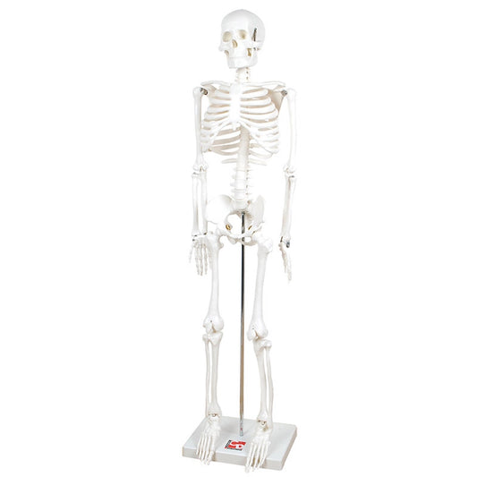 Half Scale Skeleton - 85cmH