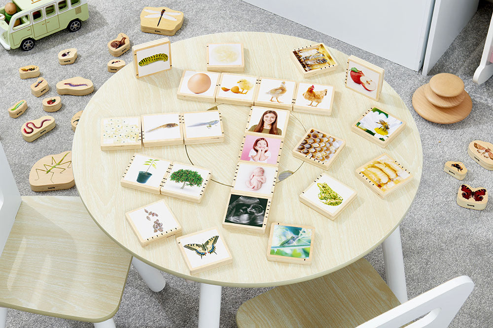 Wooden Lifecycle Tiles - 24pk