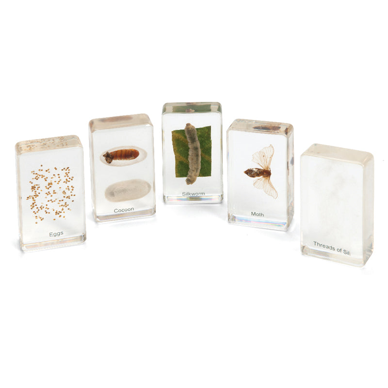 Mini Beasts Life Cycle Sets - Silkworm