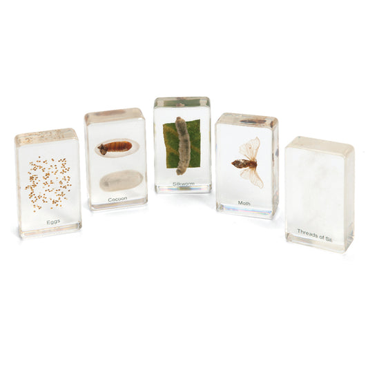 Mini Beasts Life Cycle Sets - Silkworm