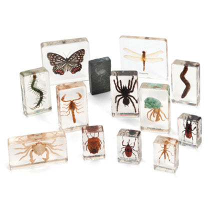 Large Mini Beasts Sets - Arthropod