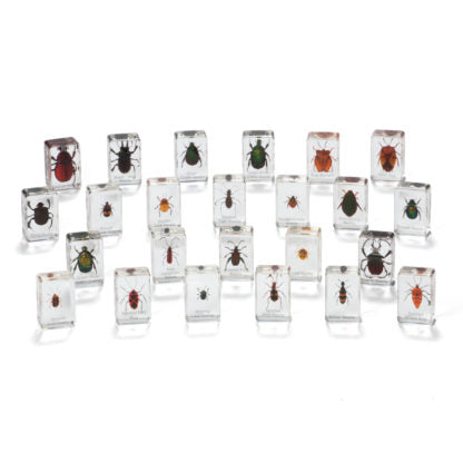 Large Mini Beasts Sets - Beetles & Bugs