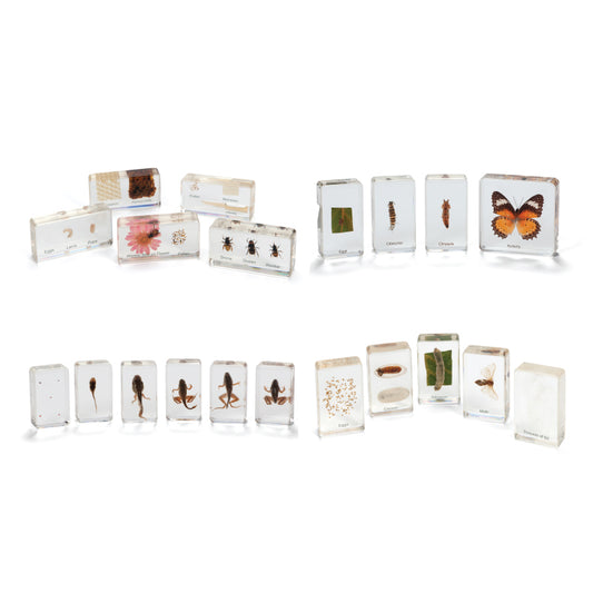 Mini Beasts Life Cycle Set of 4