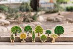 Happy Architect-Australian Wooden Trees