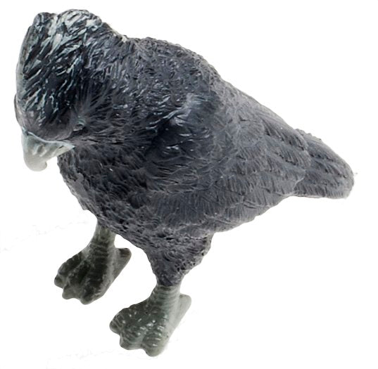 Australian Bird-Red-tailed Black Cockatoo