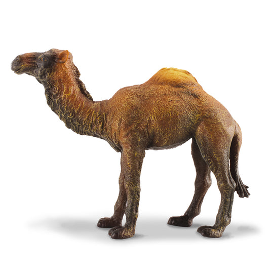 CollectA-Dromedary Camel
