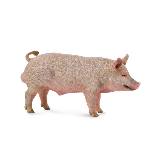 CollectA-Pig-Boar(m)