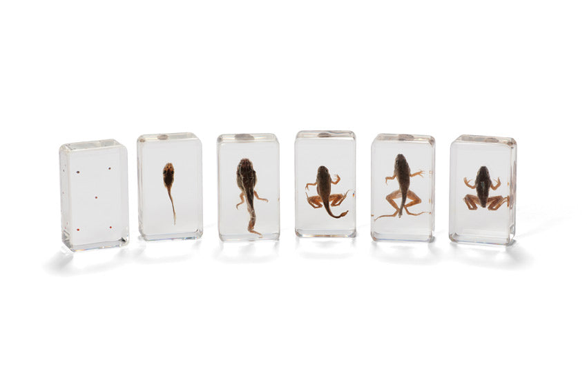 Mini Beasts Life Cycle Sets - Frog
