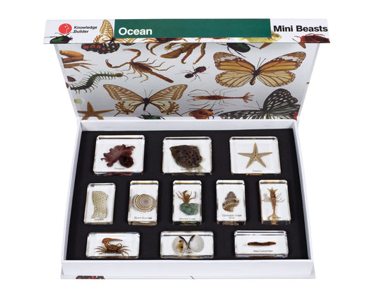 Mini Beasts Large Sets – Ocean