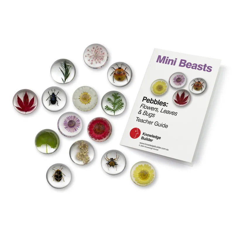 Mini Beasts Plant and Insect Pebbles – Set of 14