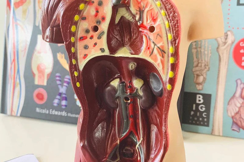 Human Anatomy Model - 27cm - 8 Pieces