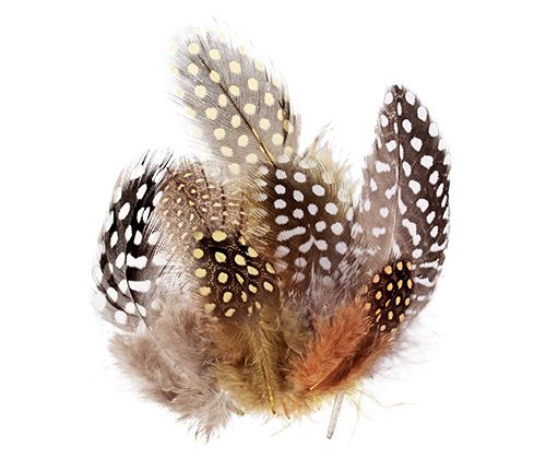 Guinea Fowl Feathers 10g Natural 100’s