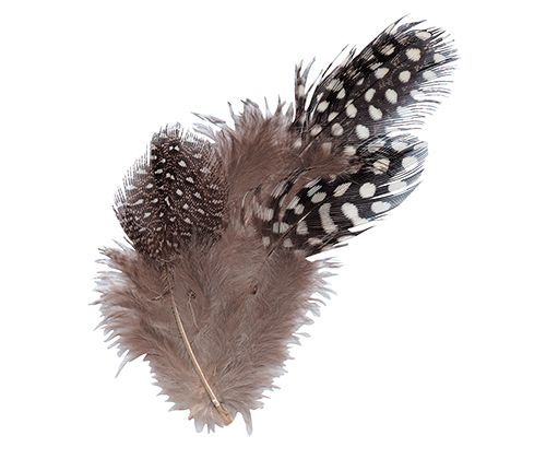Guinea Fowl Feathers 10g Natural 100’s
