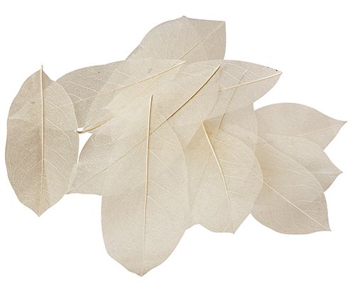 Skeleton Leaves Natural 100’s