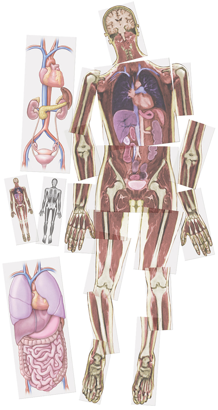 Look Inside Me MRI Scan - 18pcs