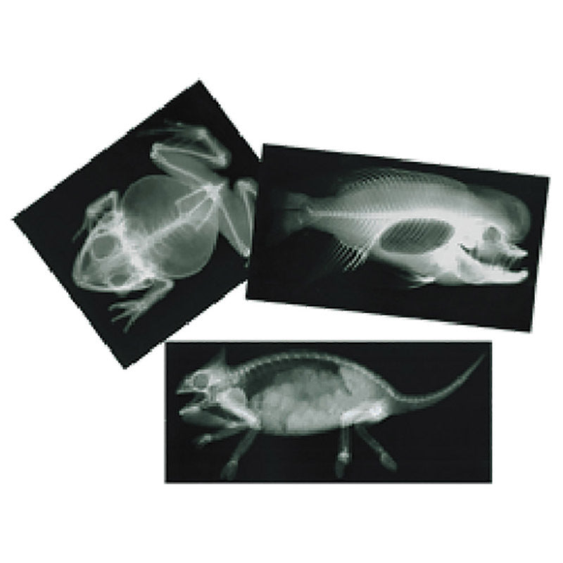 Animals X-Rays - 13pcs