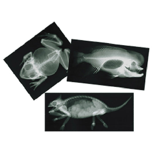 Animals X-Rays - 13pcs