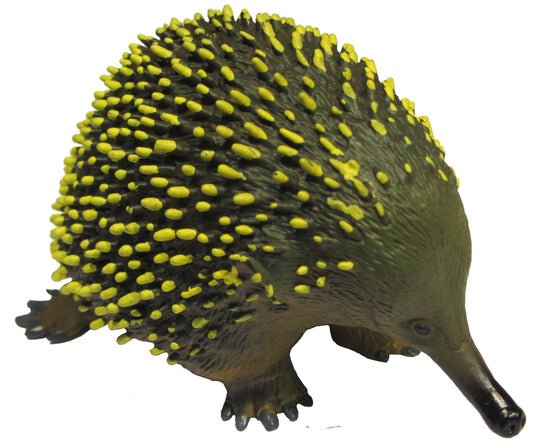Australian Large Echidna