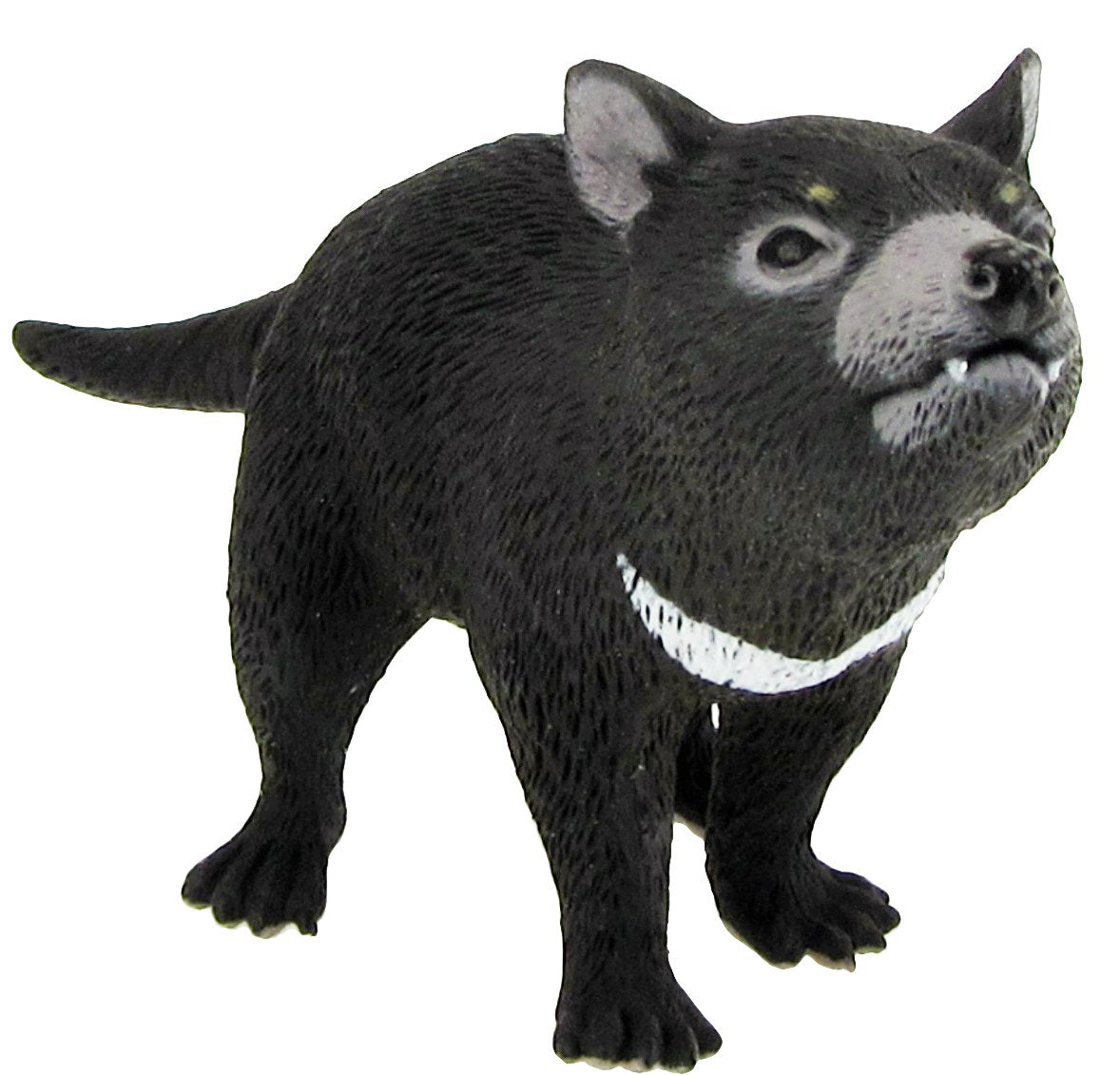 Australian Large Tasmanian Devil