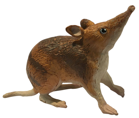 Australian Eastern Barred Bandicoot