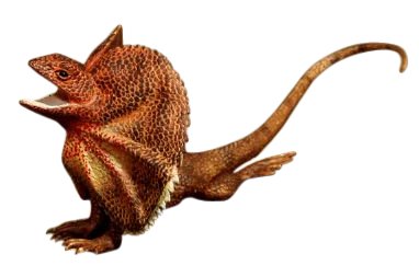 Australian Frilled Lizard