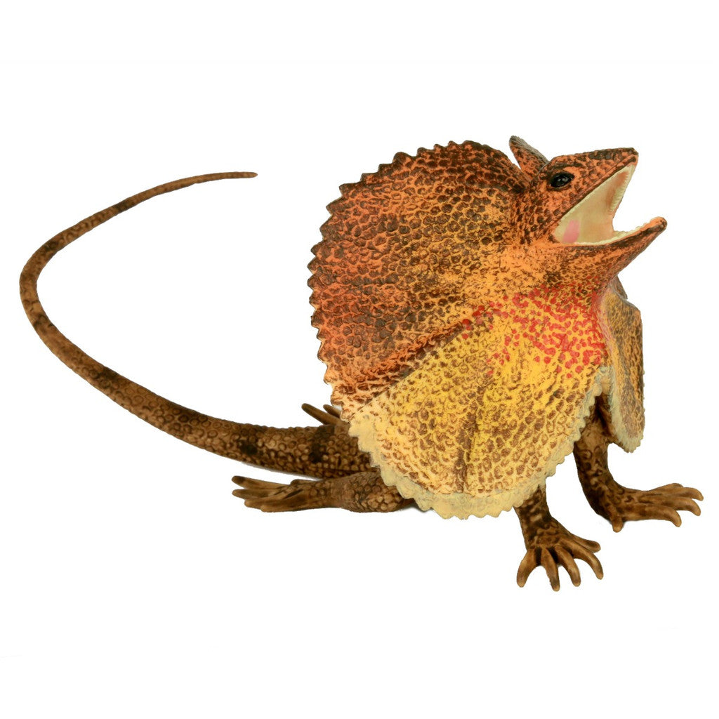 Australian Frilled Lizard