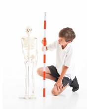 Half Scale Skeleton - 85cmH