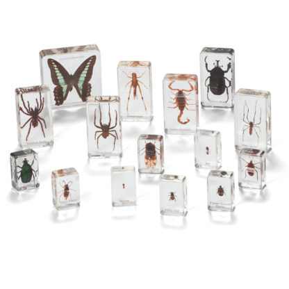 Large Mini Beasts Sets - Insects & Spiders