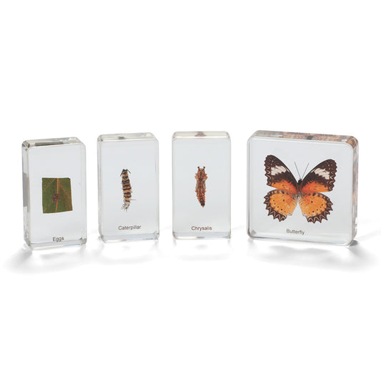 Mini Beasts Life Cycle Sets - Butterfly