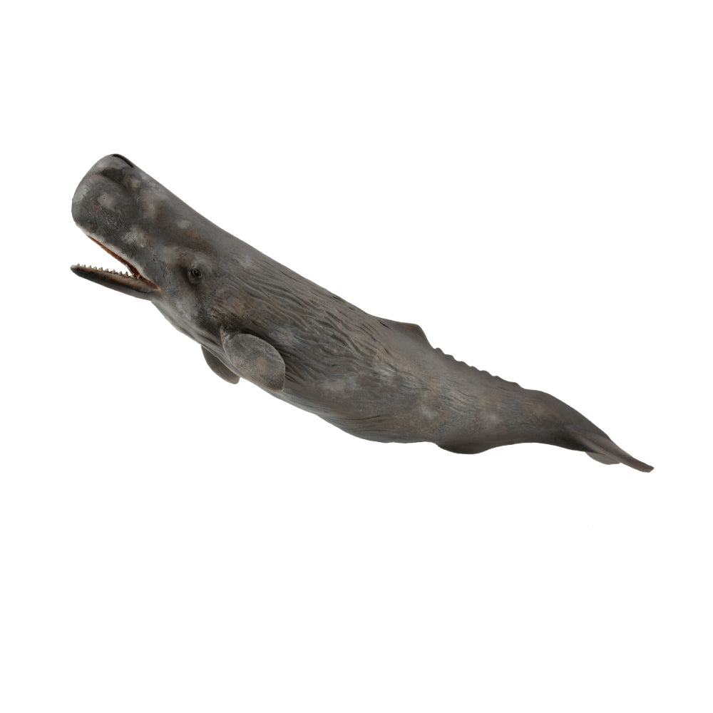 CollectA Sperm Whale – Haywood Educational Resources