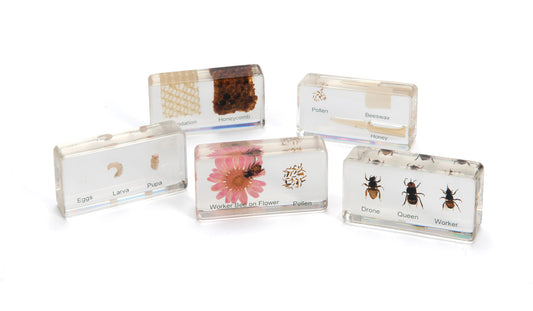 Mini Beasts Life Cycle Sets - Honey Bee