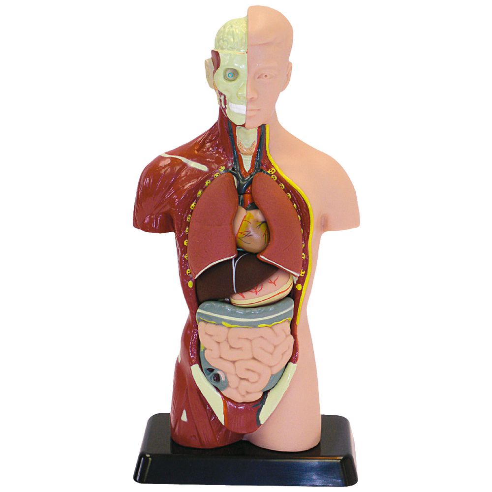 Human Anatomy Model - 27cm - 8 Pieces