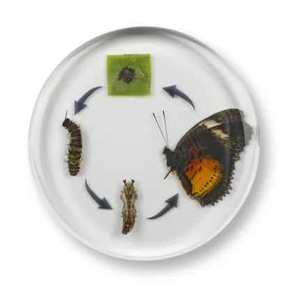 Mini Beast Round Butterfly Life Cycle
