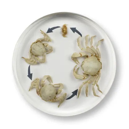 Mini Beast Round Crab Life Cycle