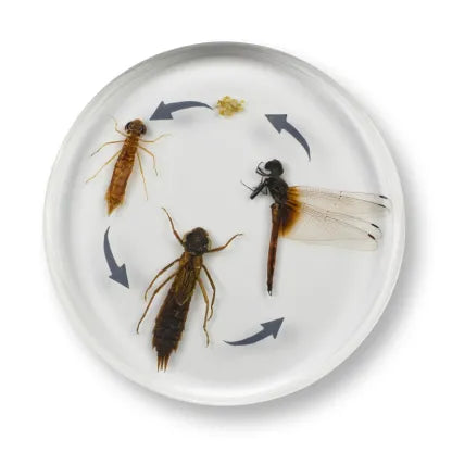 Mini Beast Round Dragonfly Life Cycle