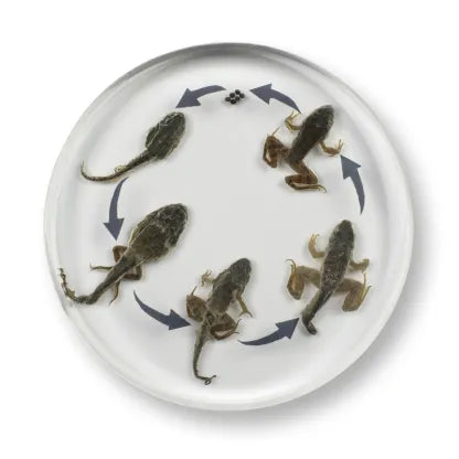 Mini Beast Round Frog Life Cycle