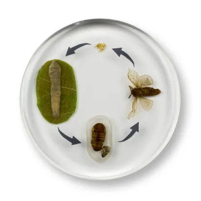 Mini Beast Round Silkworm Life Cycle