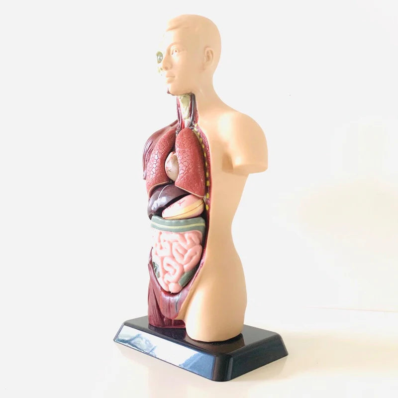 Human Anatomy Model - 27cm - 8 Pieces