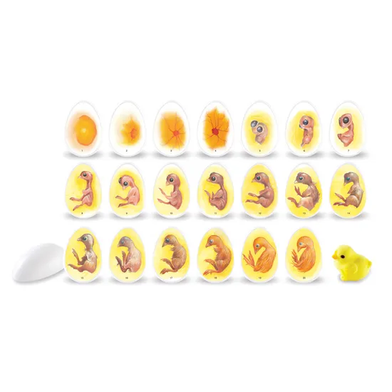 Chicken Life Cycle - Set of 21 Eggs