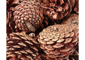 Pine Cones 200g