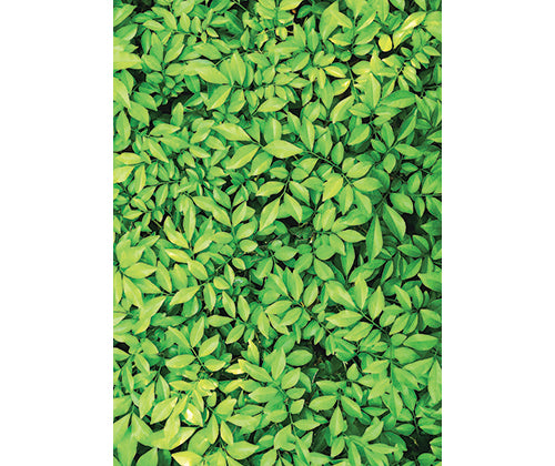 Pattern Papers A4 40s Foliage