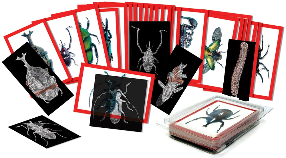 Insect X-Rays and Picture Cards - 72pcs