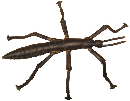 Australian Lord Howe Island Stick Insect