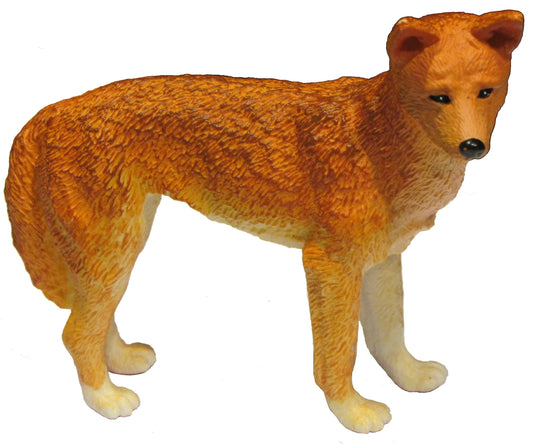 Australian Large Dingo