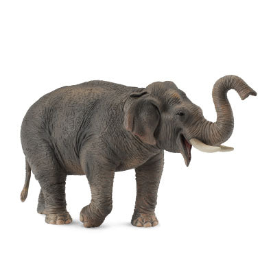 CollectA Asian Elephant – Haywood Educational Resources